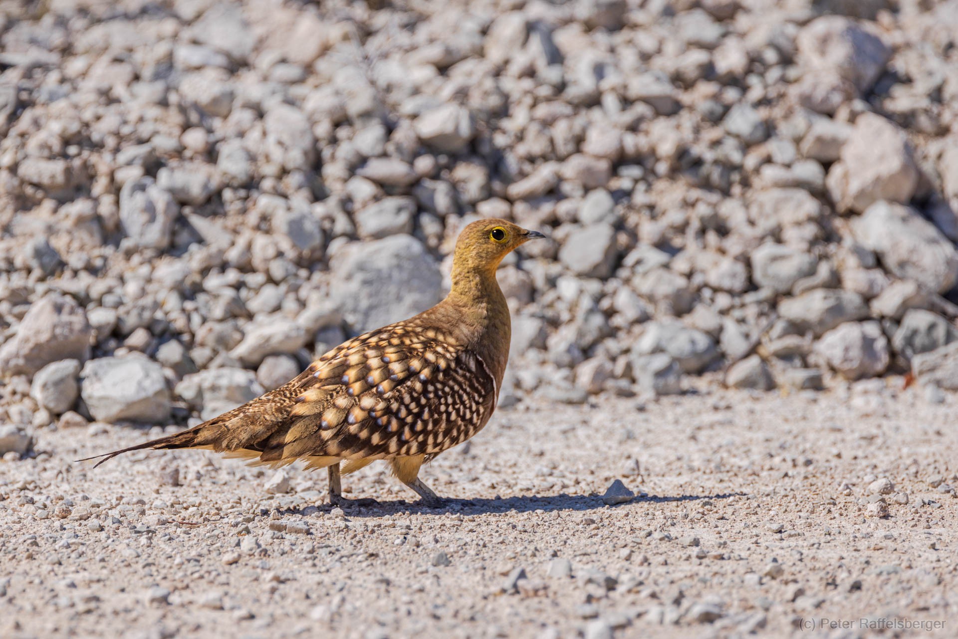 Windhoek, Okonjima, Etosha National Park
