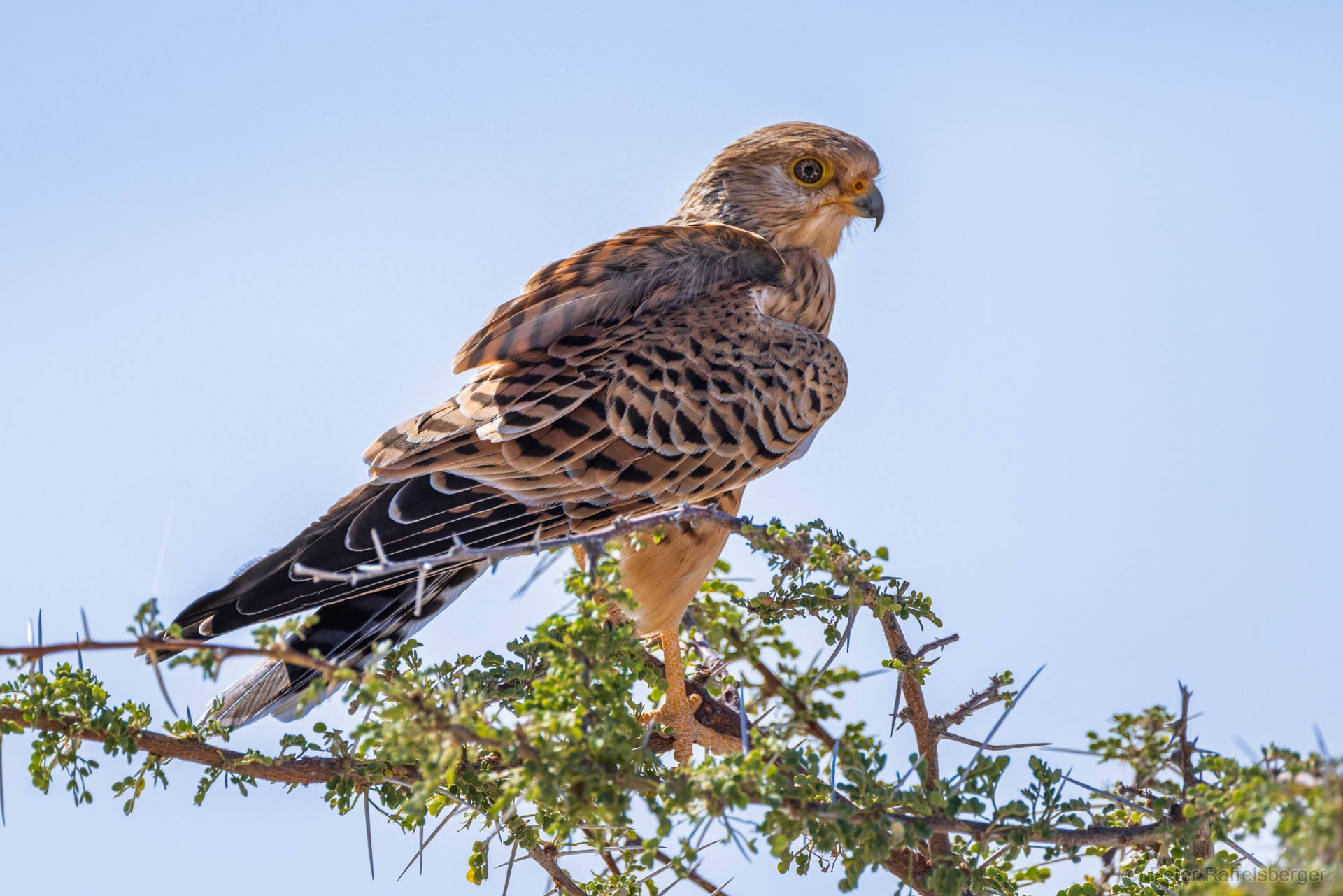 Windhoek, Okonjima, Etosha National Park