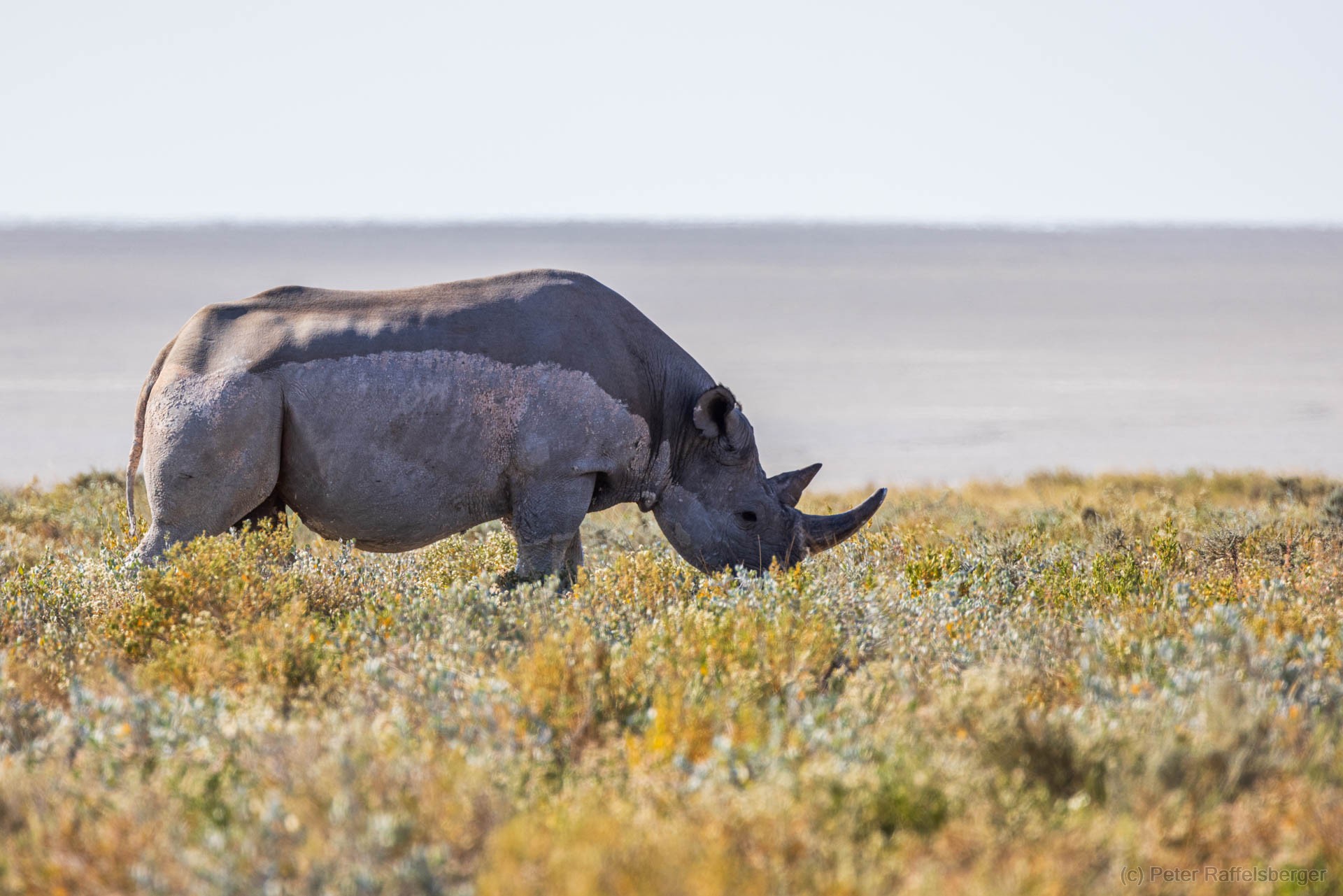 Windhoek, Okonjima, Etosha Nationalpark