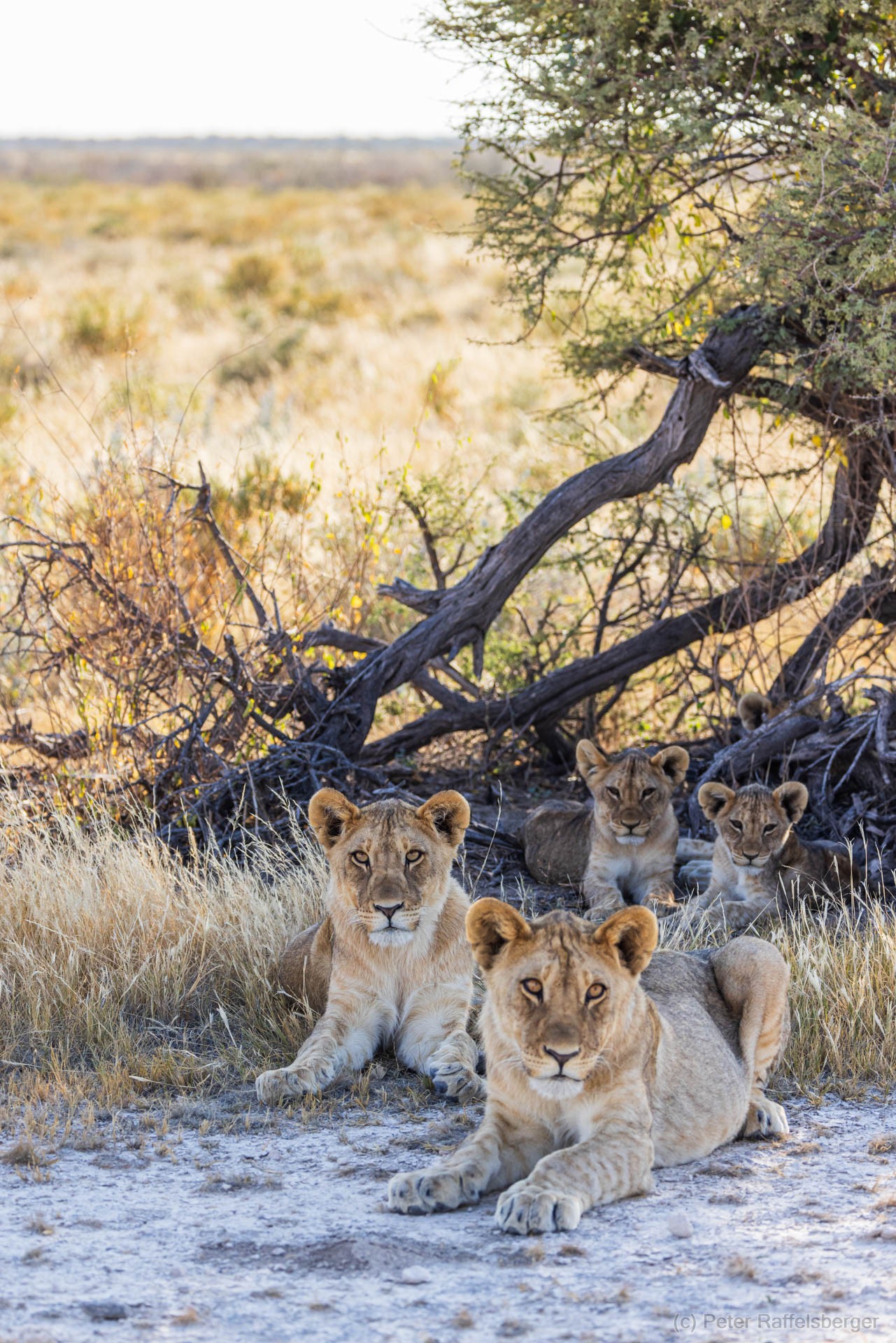 Windhoek, Okonjima, Etosha Nationalpark