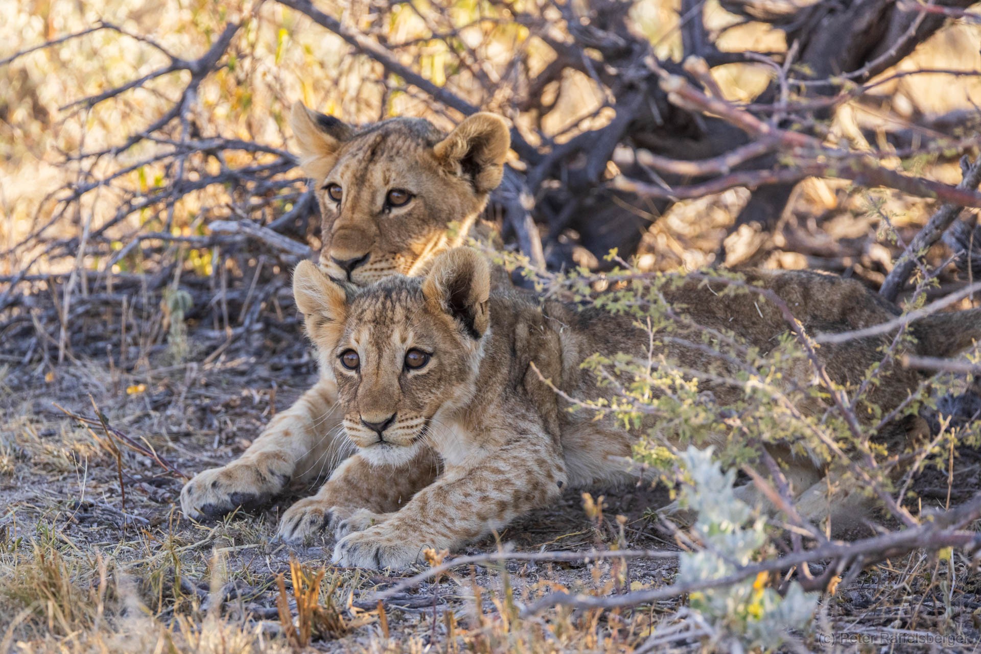 Windhoek, Okonjima, Etosha National Park