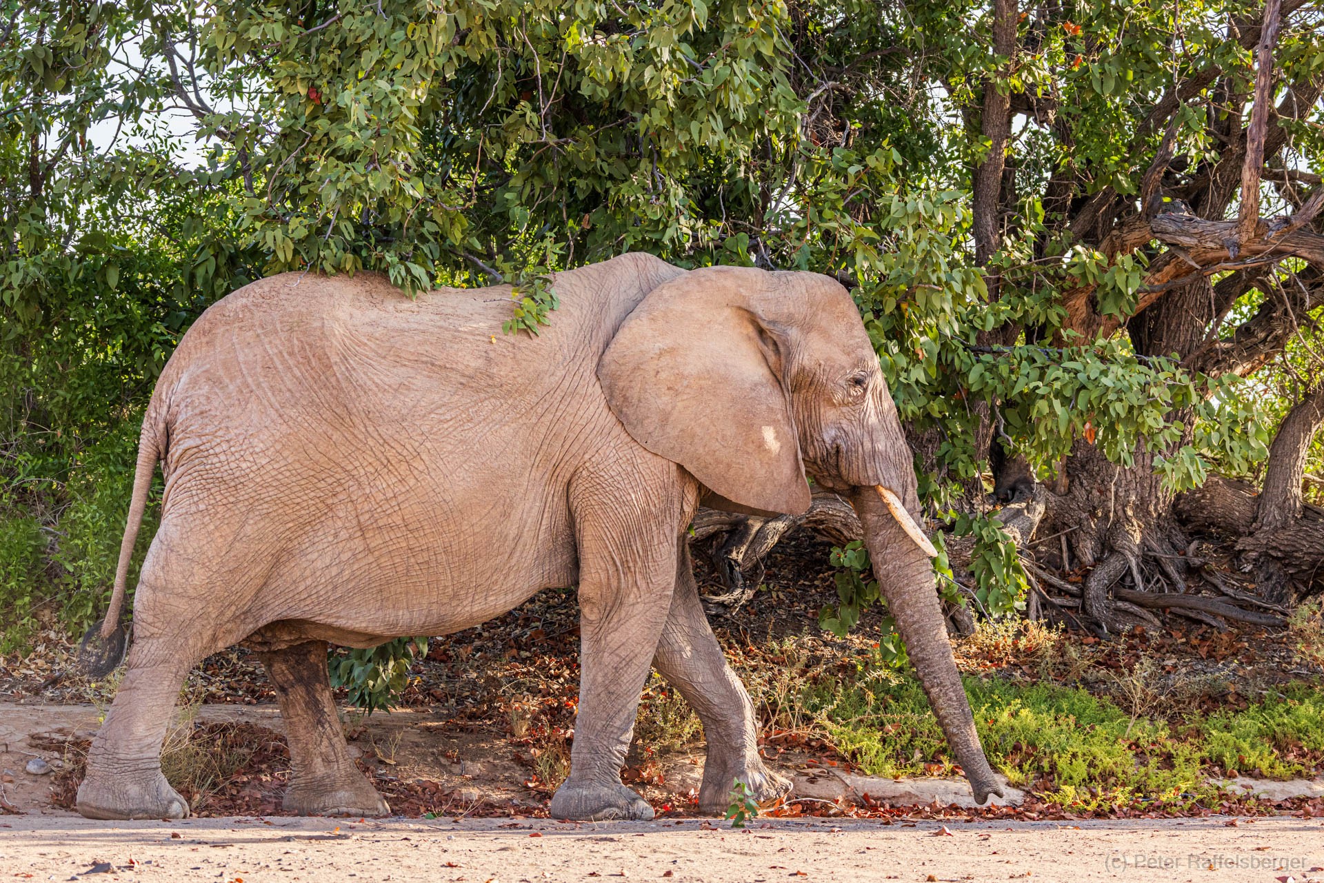 Damaraland, Swakopmund, Walfischbucht