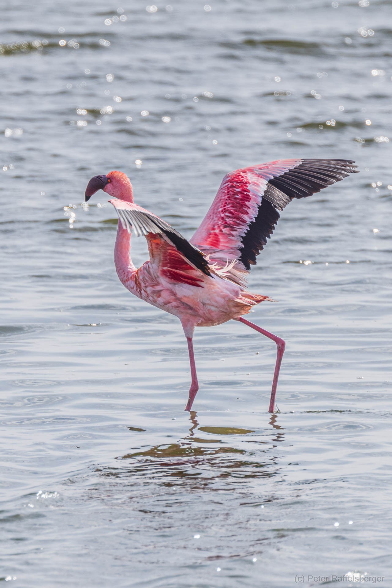 Damaraland, Swakopmund, Walfischbucht