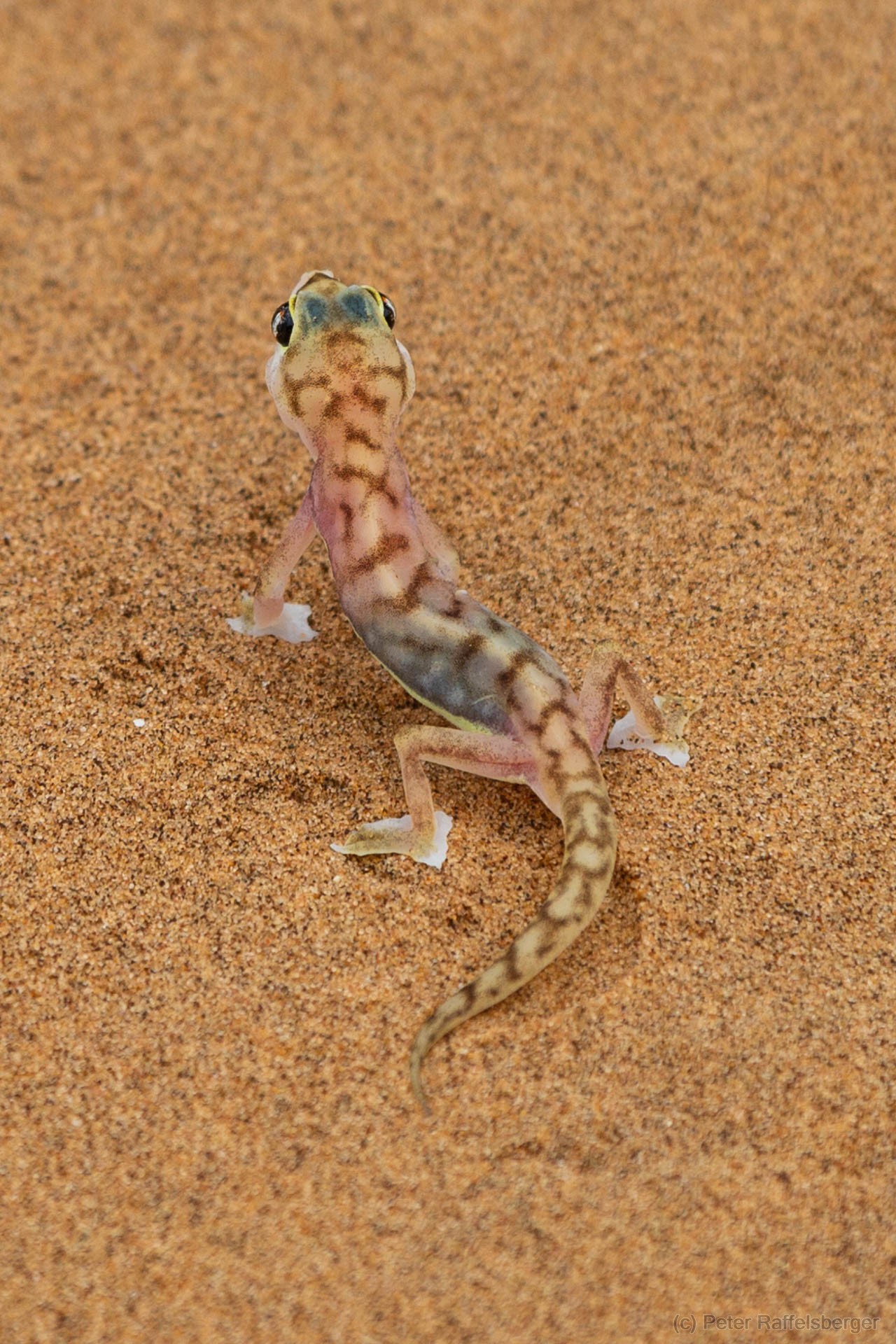 Damaraland, Swakopmund, Walvis Bay