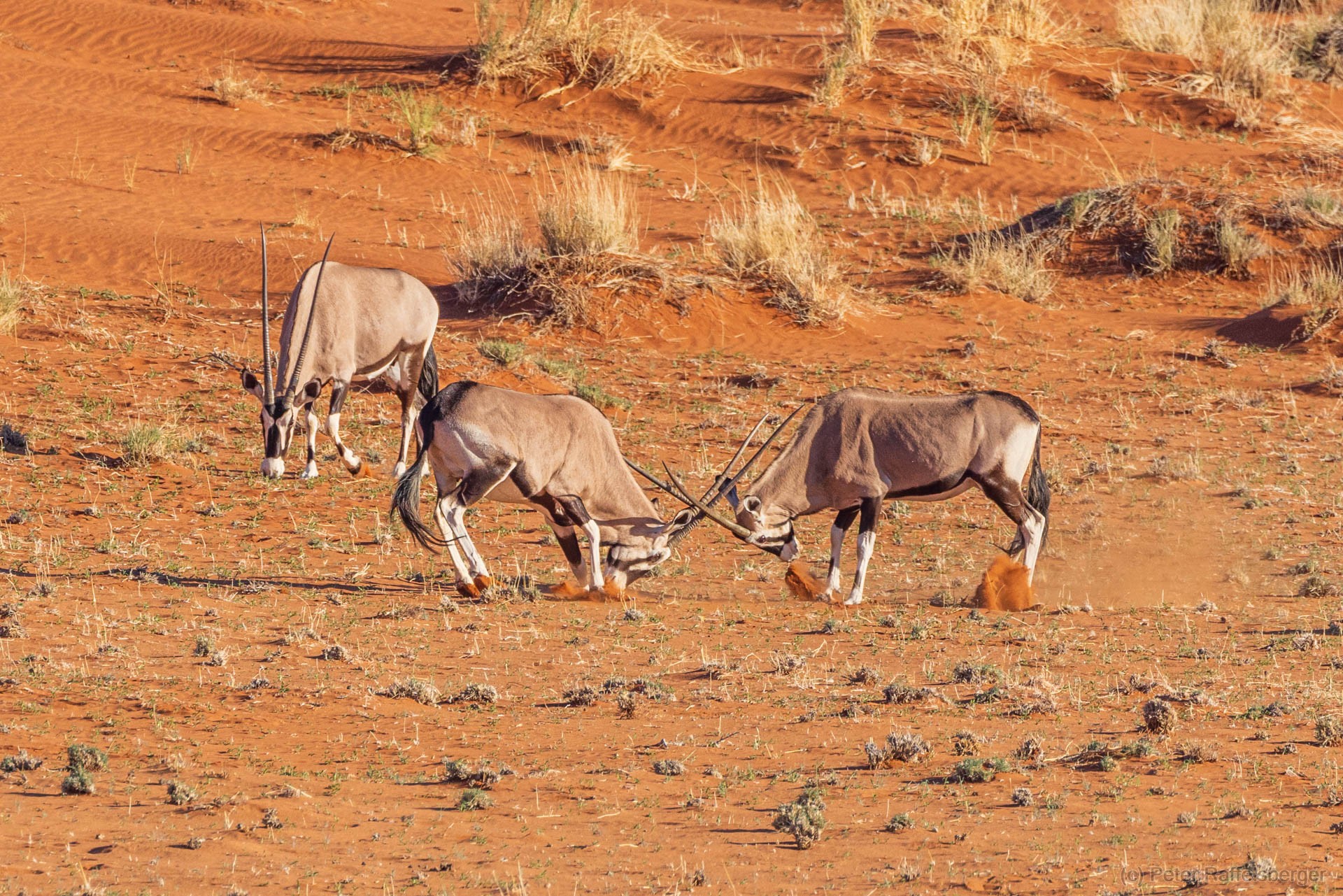 Sesriem, Sossusvlei, Namib-Naukluft-Nationalpark, Kalahari